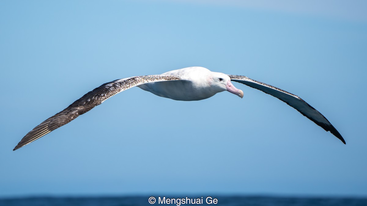 Antipodean Albatross (Gibson's) - ML646738598