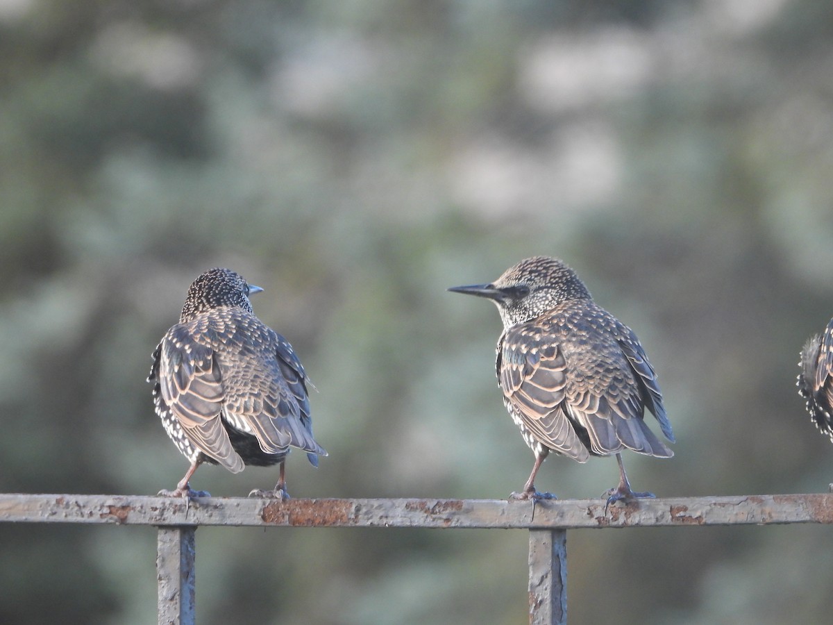 European Starling - ML646738599