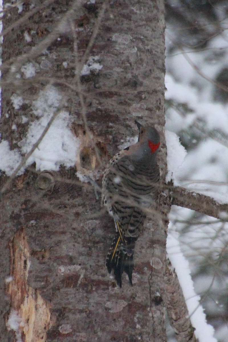 Northern Flicker - ML646738600