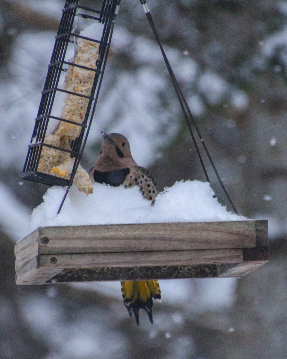Northern Flicker - ML646738601