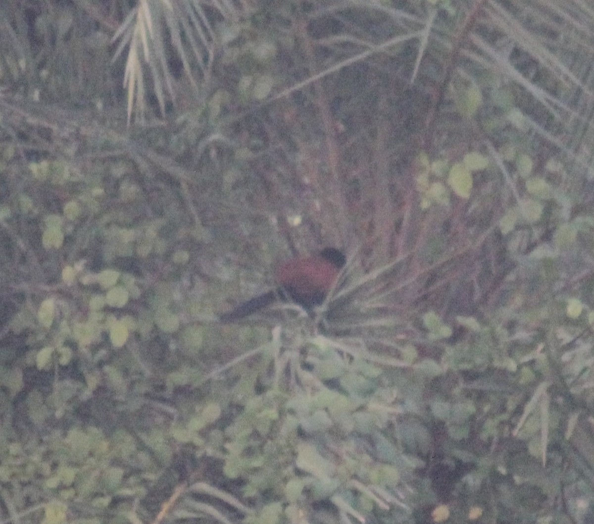 Greater Coucal - ML646738602