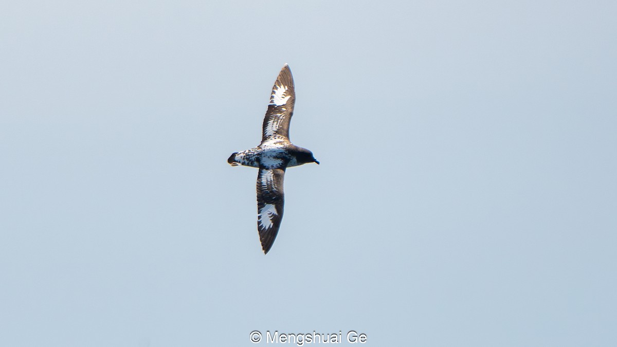 Pintado Petrel (Antarctic) - ML646738606