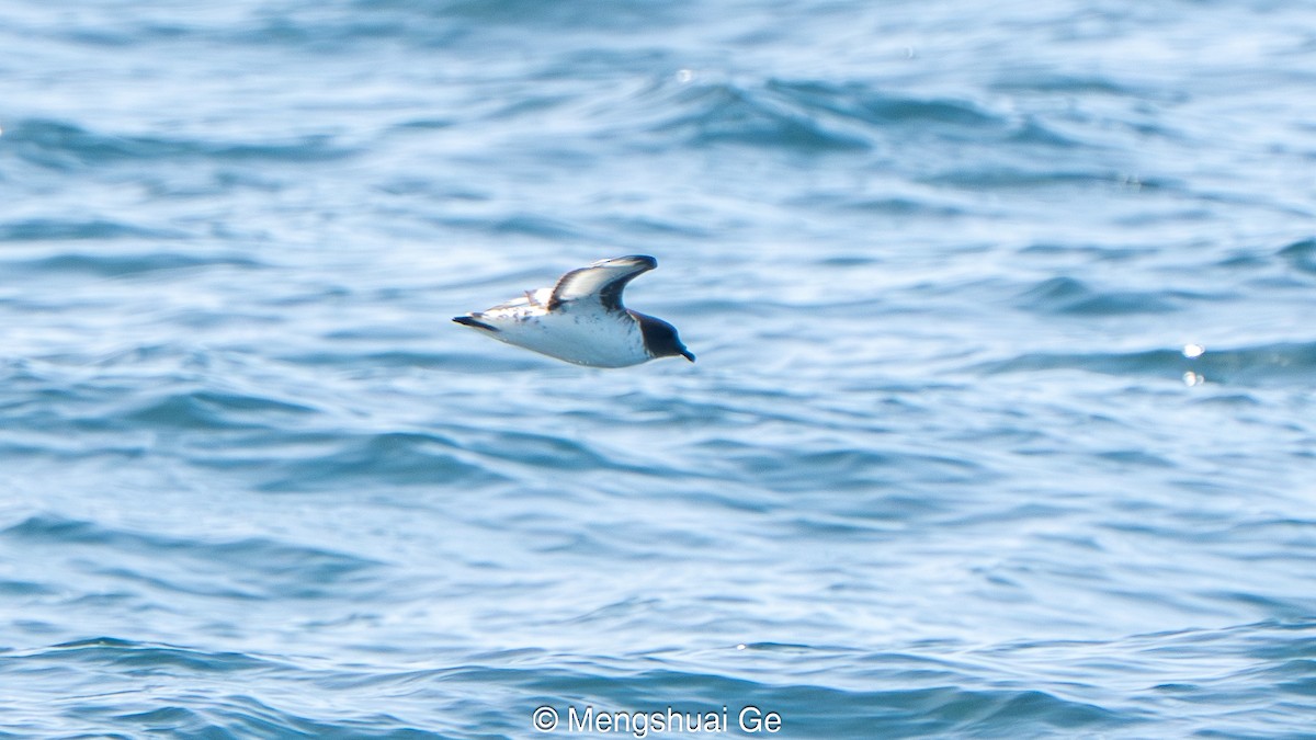 Pintado Petrel (Antarctic) - ML646738608