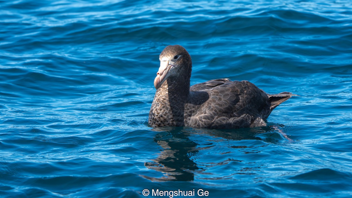 Northern Giant-Petrel - ML646738609