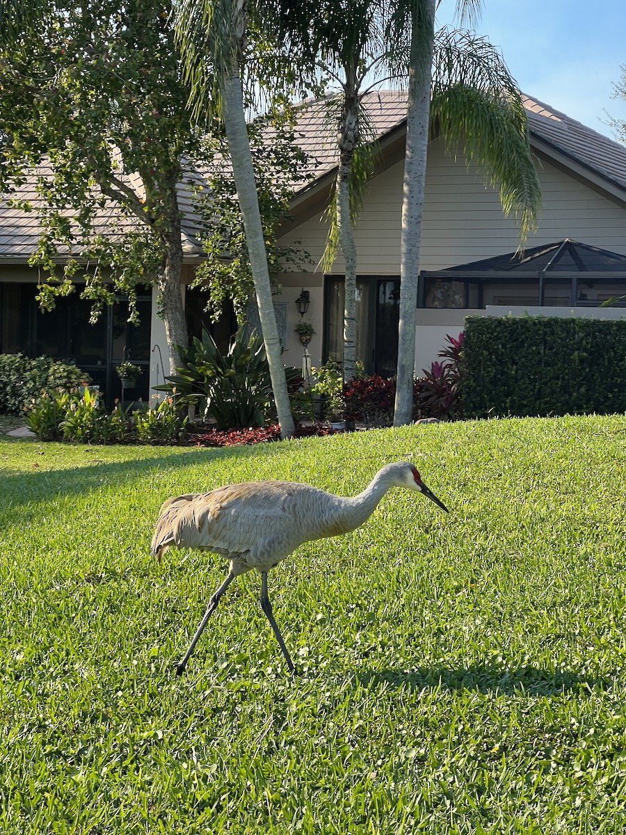 Sandhill Crane - ML646738613