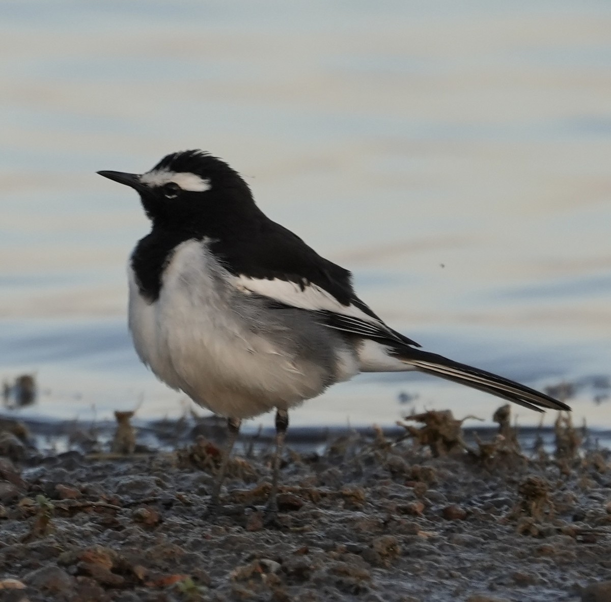 Bergeronnette indienne - ML646738614