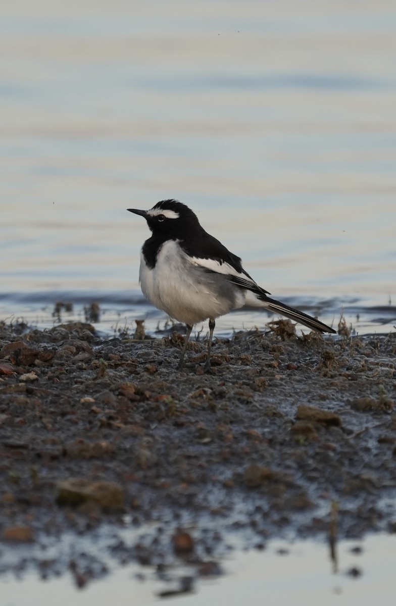 Bergeronnette indienne - ML646738615