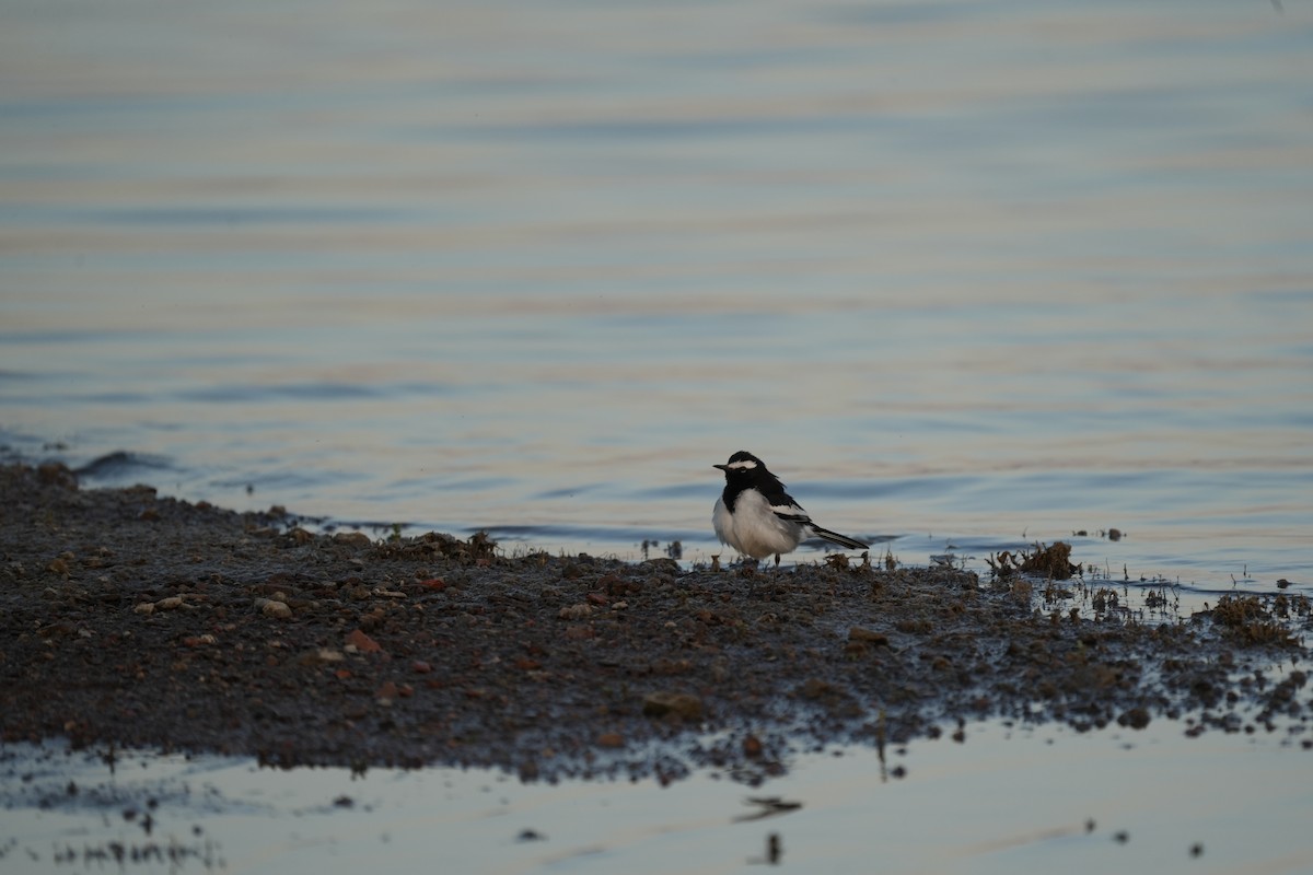 Bergeronnette indienne - ML646738616