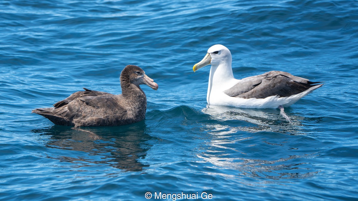 Northern Giant-Petrel - ML646738617