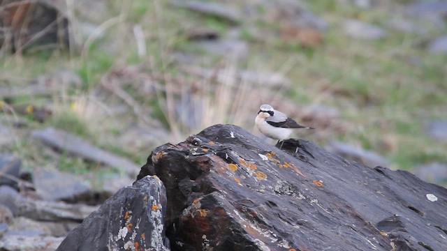 Кам'янка звичайна - ML646738618