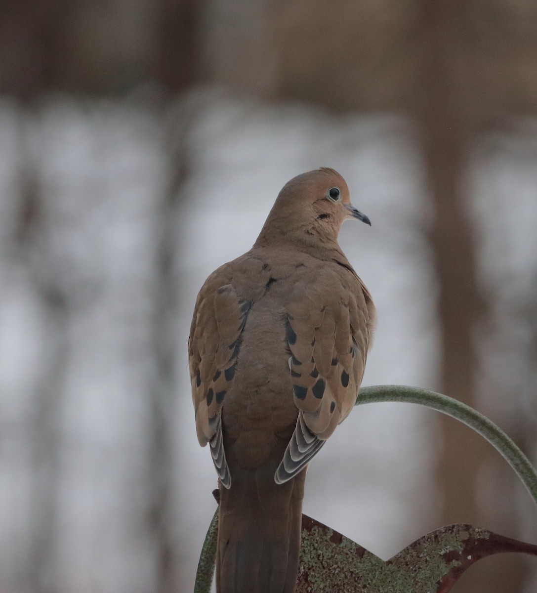 Mourning Dove - ML646738619