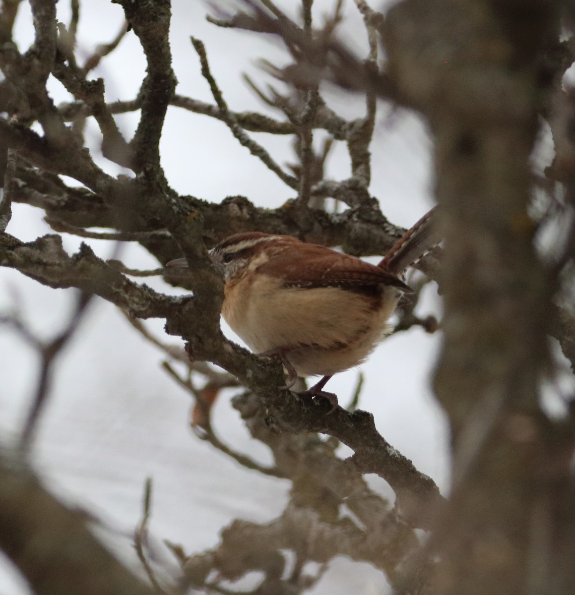 Carolina Wren - ML646738620