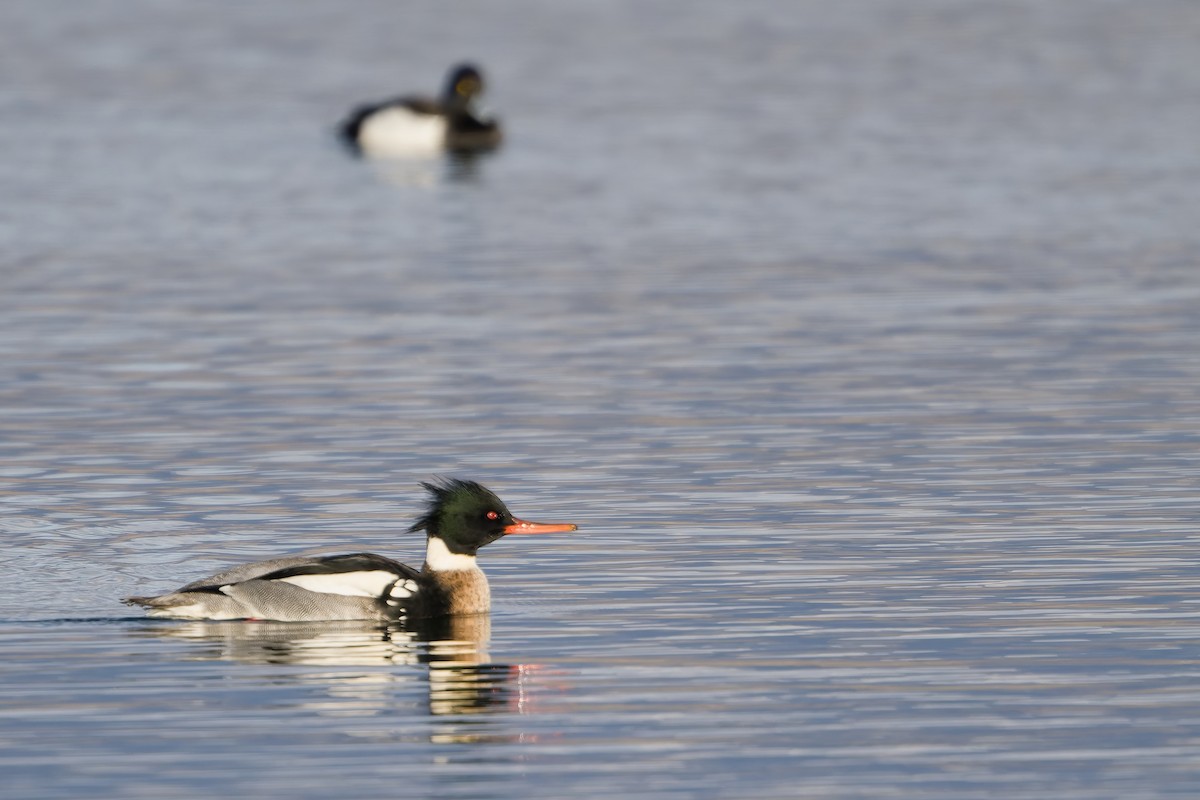 Red-breasted Merganser - ML646738621