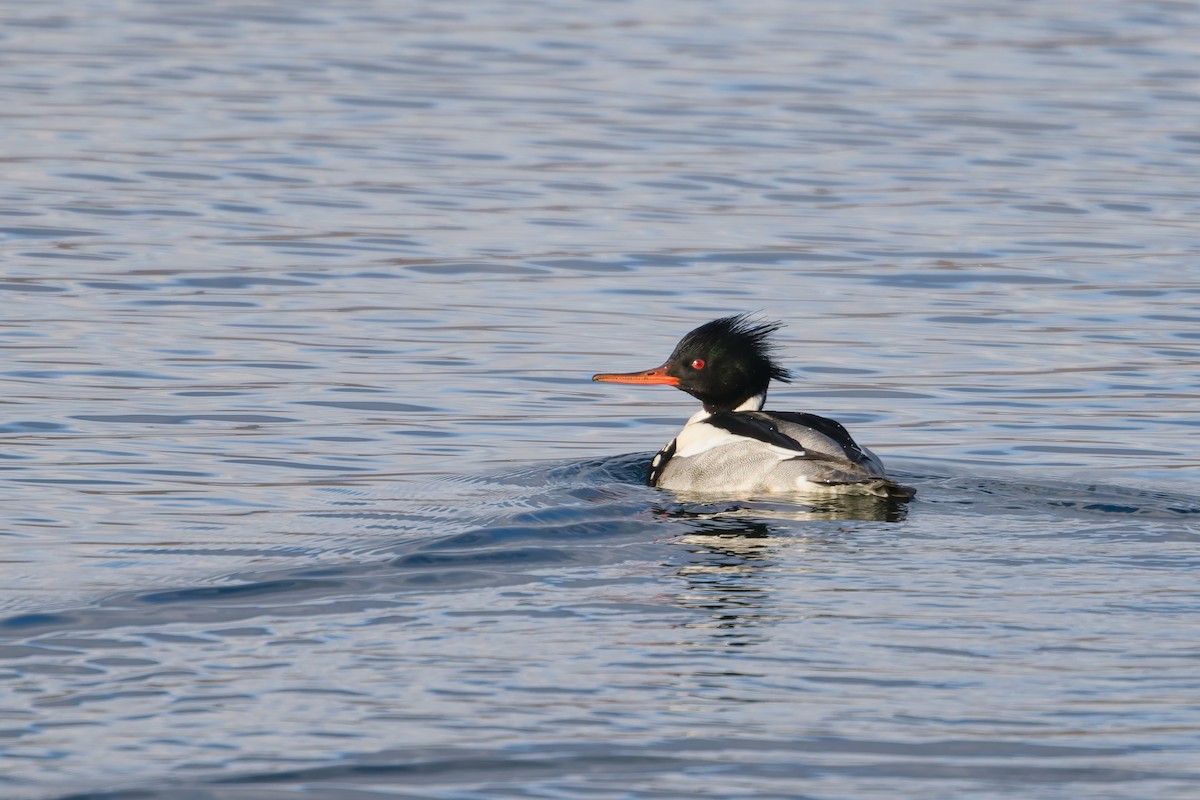Red-breasted Merganser - ML646738622