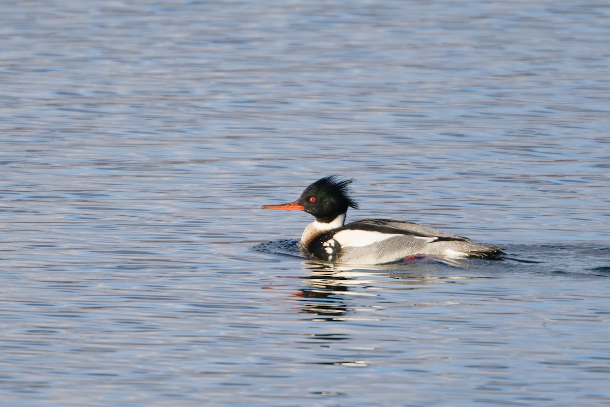 Red-breasted Merganser - ML646738623