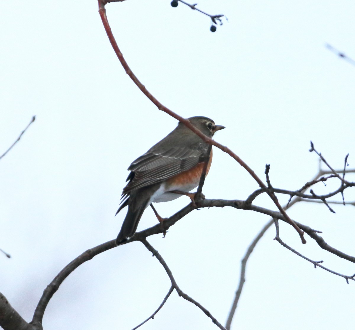 American Robin - ML646738624