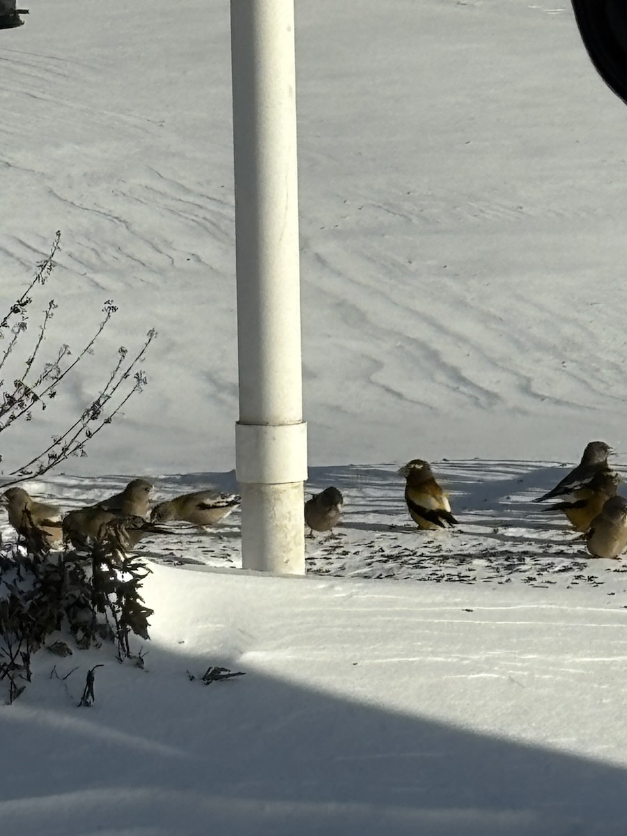 Evening Grosbeak - ML646738626