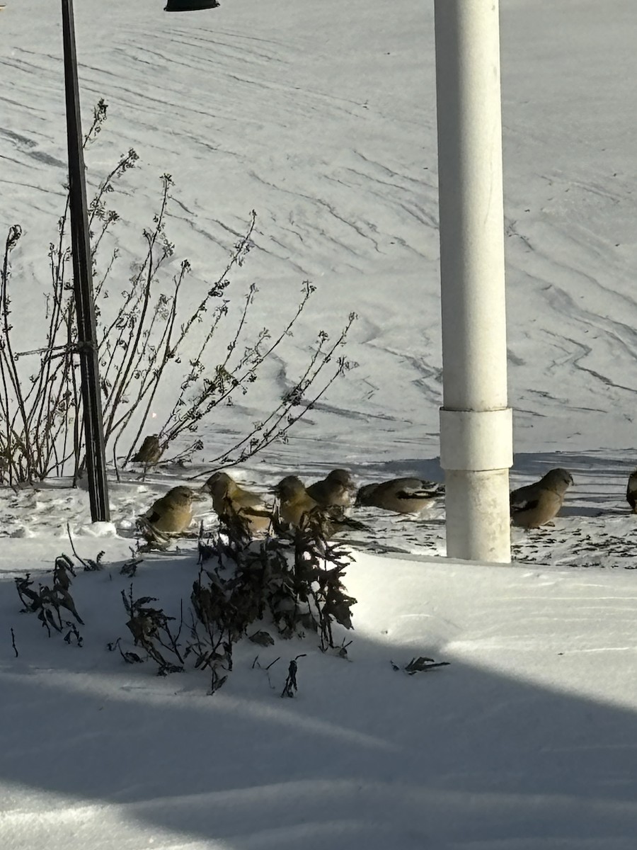 Evening Grosbeak - ML646738627