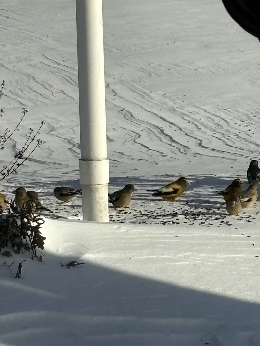 Evening Grosbeak - ML646738628