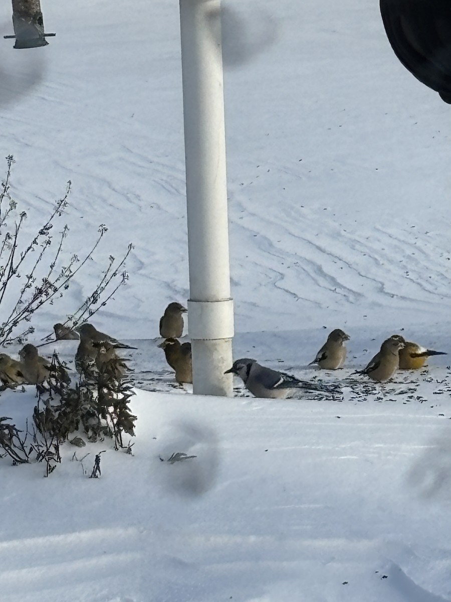 Evening Grosbeak - ML646738629