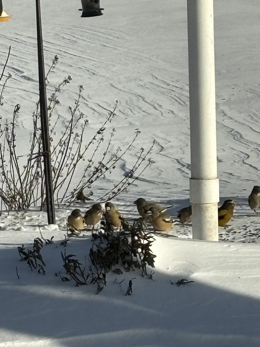 Evening Grosbeak - ML646738630