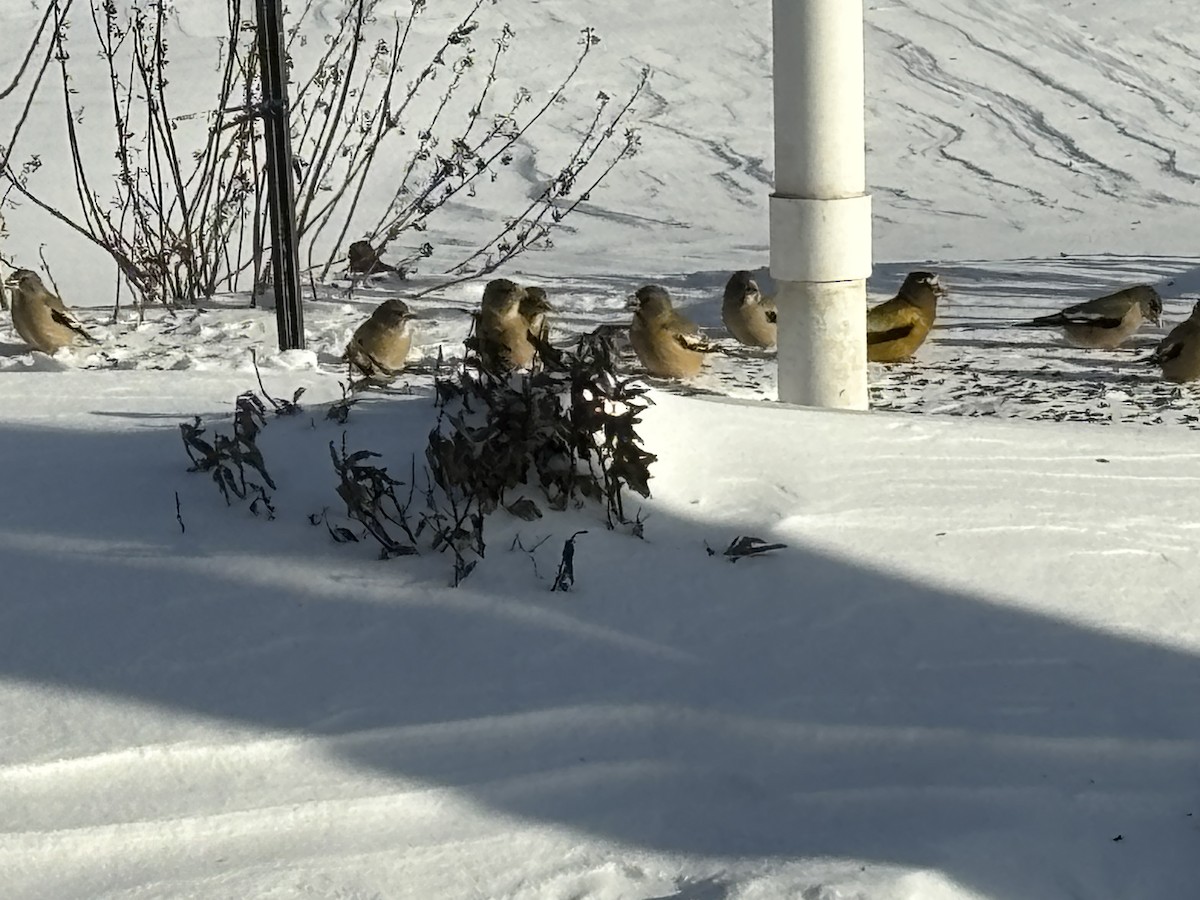 Evening Grosbeak - ML646738631