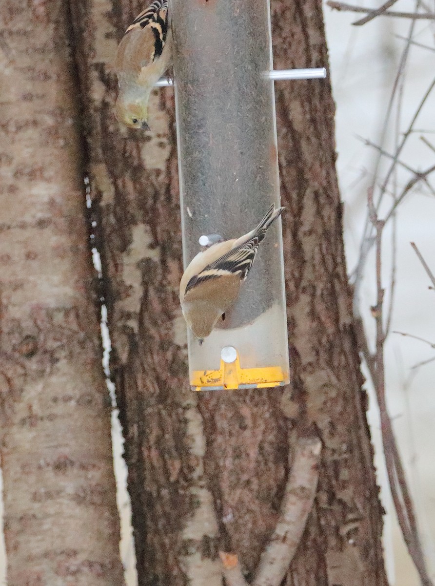 American Goldfinch - ML646738636