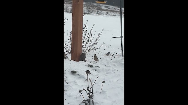 Evening Grosbeak - ML646738637