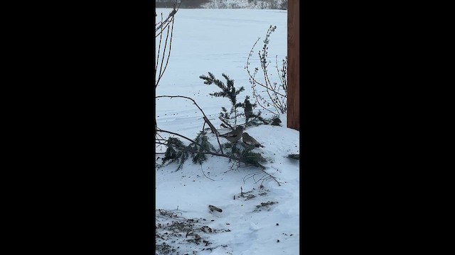 Evening Grosbeak - ML646738638