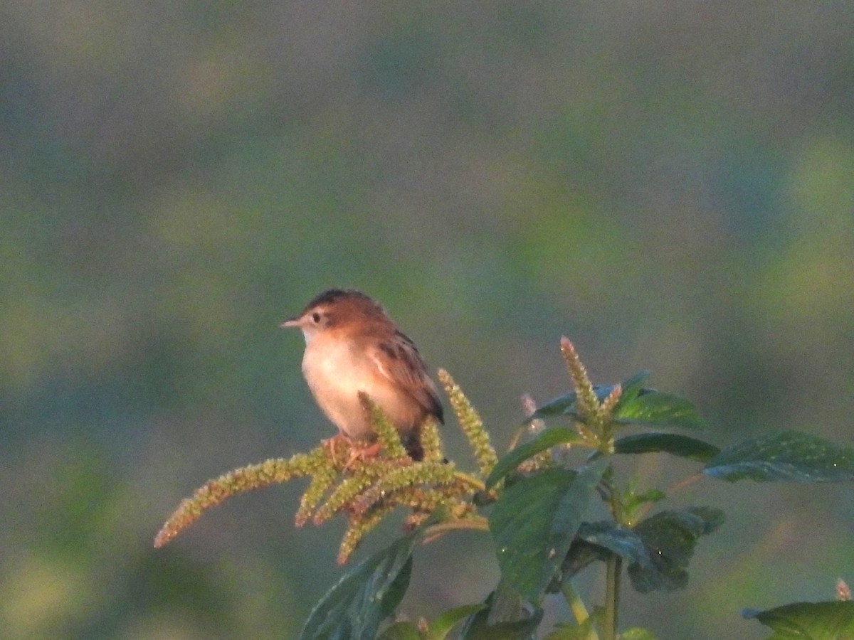 Yelpazekuyruk - ML646738639