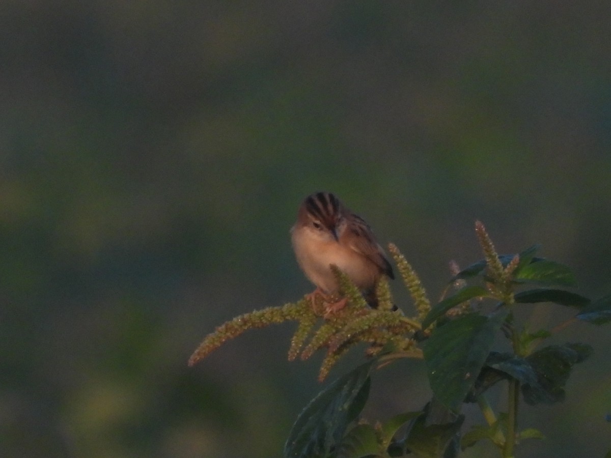 Yelpazekuyruk - ML646738640