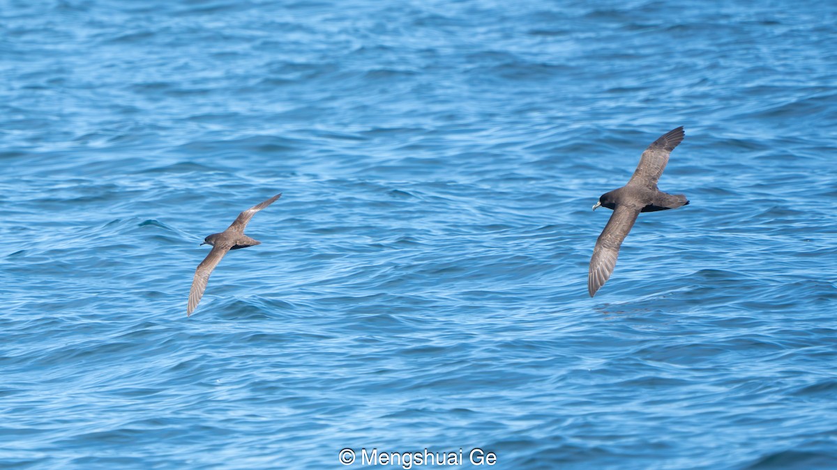 White-chinned Petrel - ML646738641