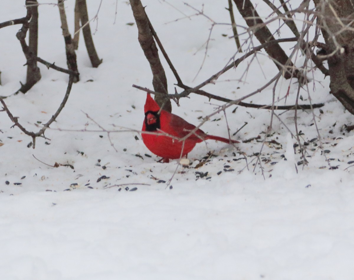 Northern Cardinal - ML646738642
