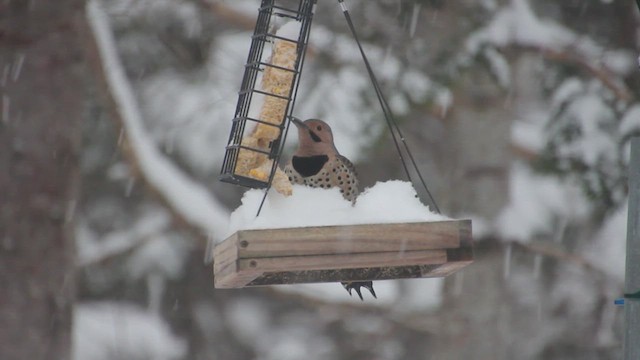 Pic flamboyant - ML646738643