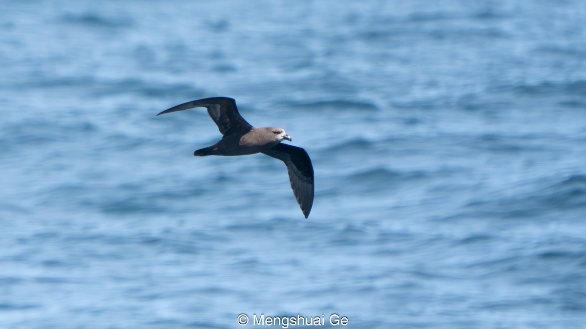 Gray-faced Petrel - ML646738644