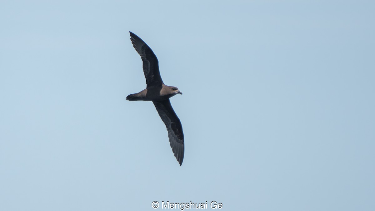 Gray-faced Petrel - ML646738646