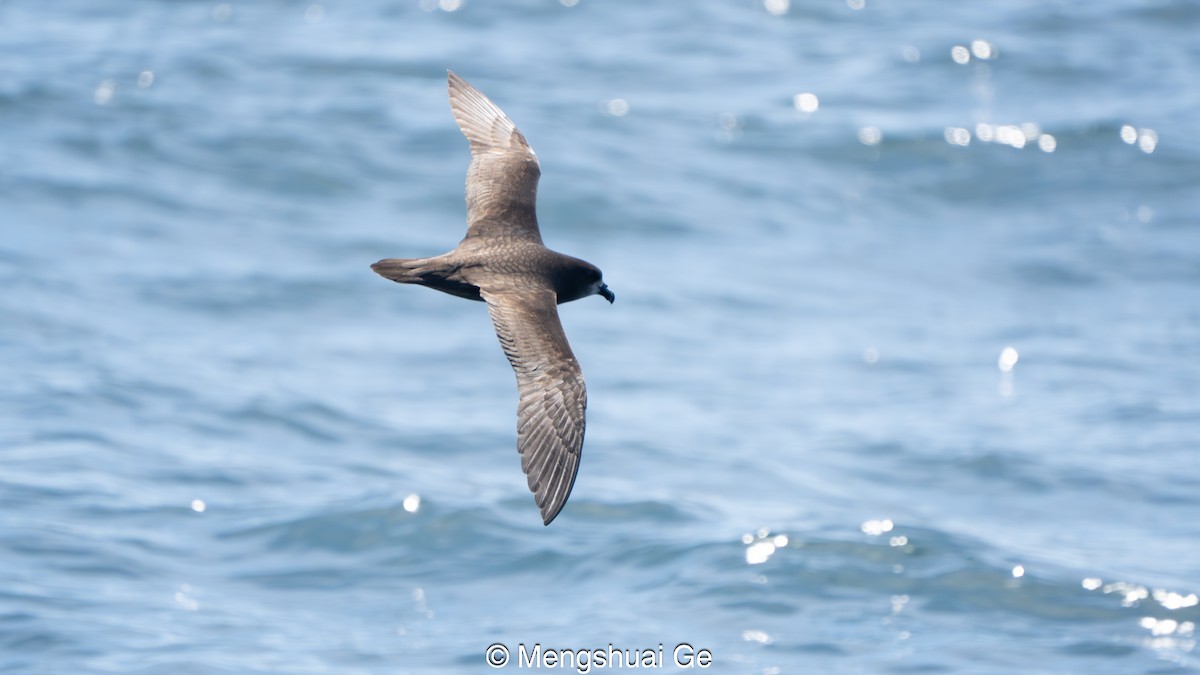 Providence Petrel - ML646738647