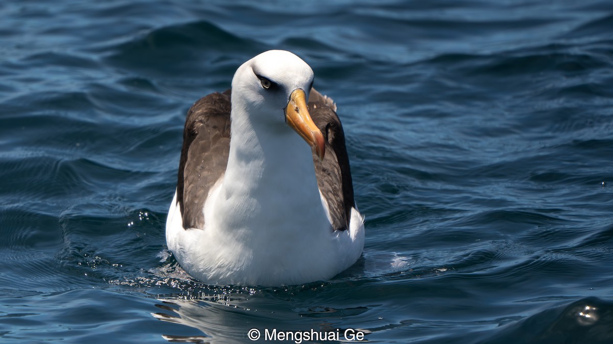 Black-browed Albatross (Campbell) - ML646738649
