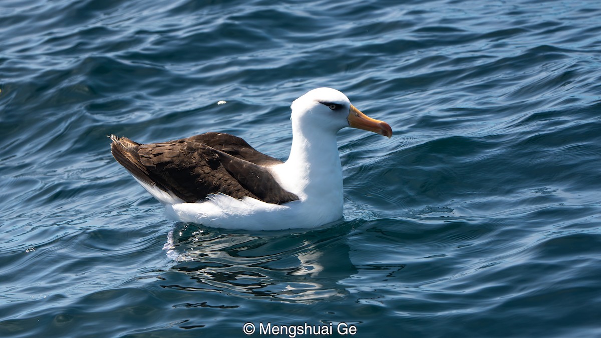 Black-browed Albatross (Campbell) - ML646738650