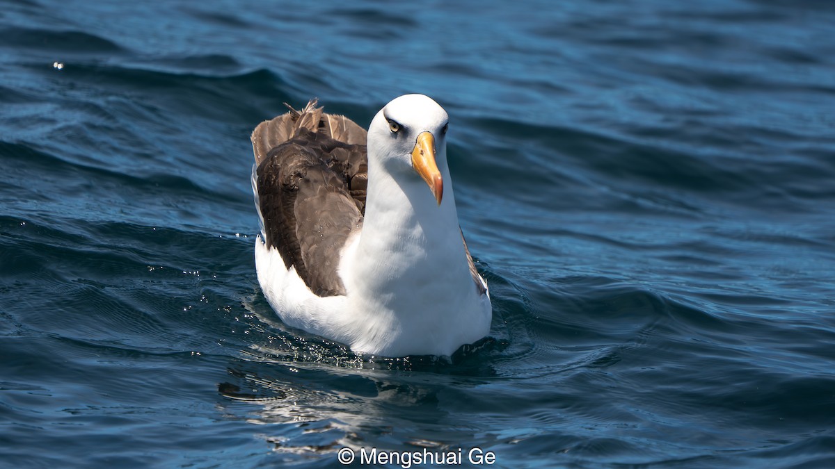 Black-browed Albatross (Campbell) - ML646738651