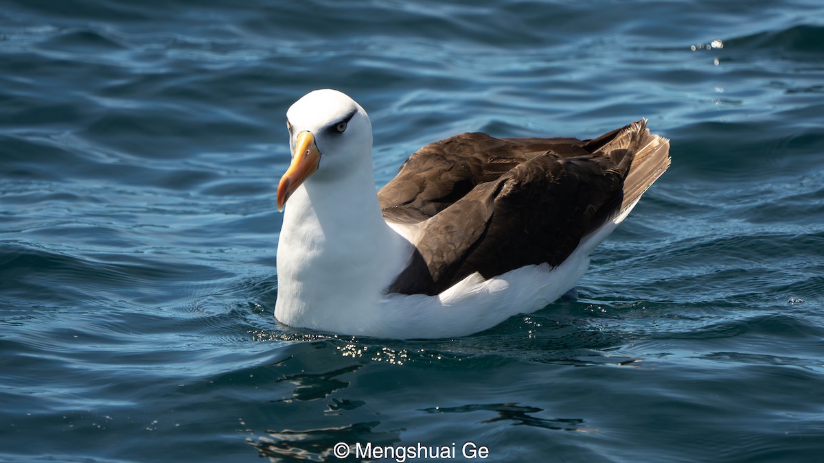 Black-browed Albatross (Campbell) - ML646738652