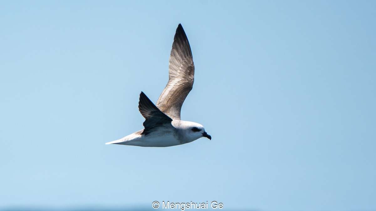White-headed Petrel - ML646738655