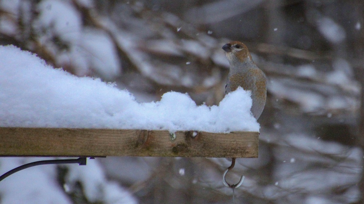 Pine Grosbeak - ML646738656