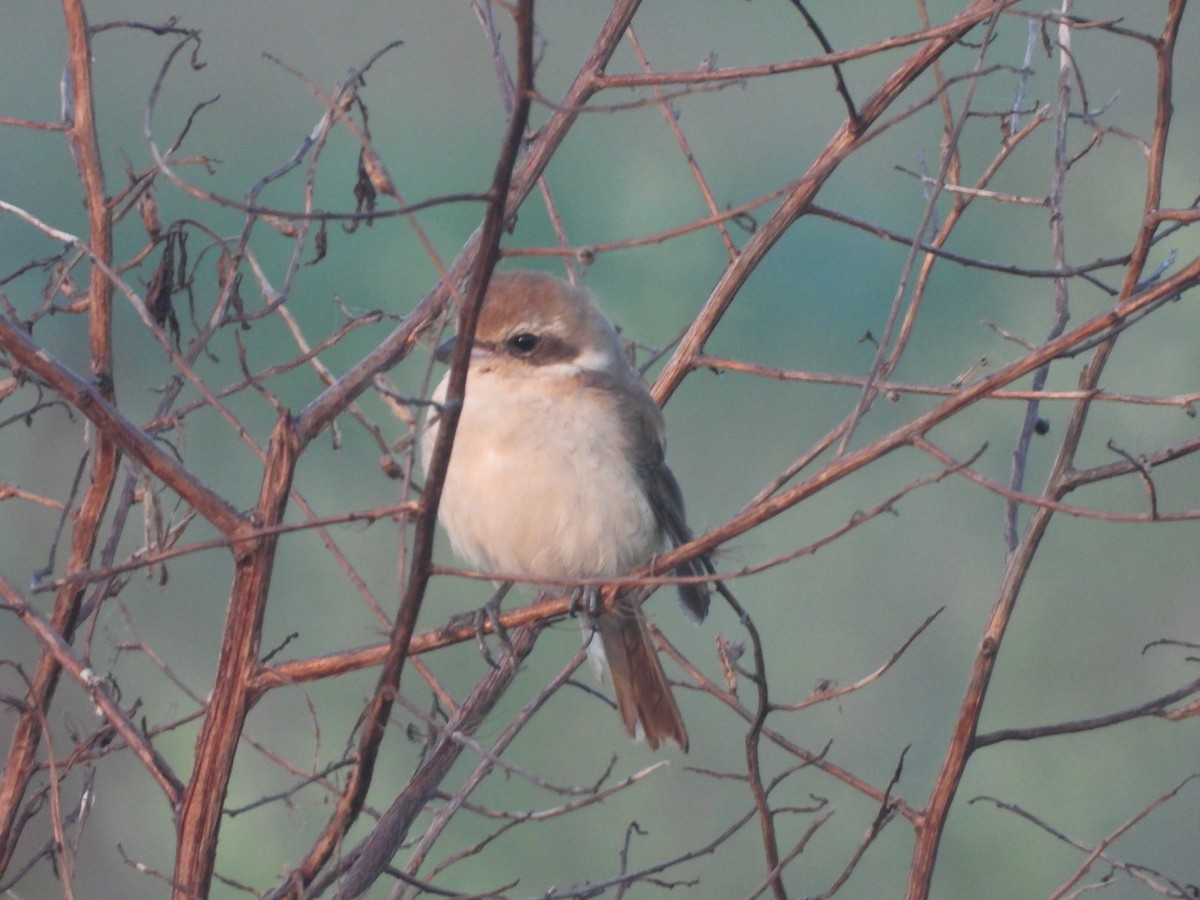 Kahverengi Örümcekkuşu - ML646738657