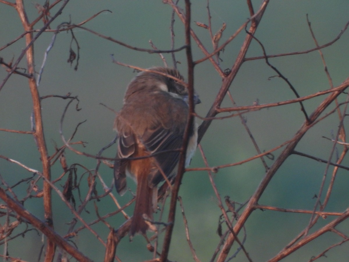 Kahverengi Örümcekkuşu - ML646738658