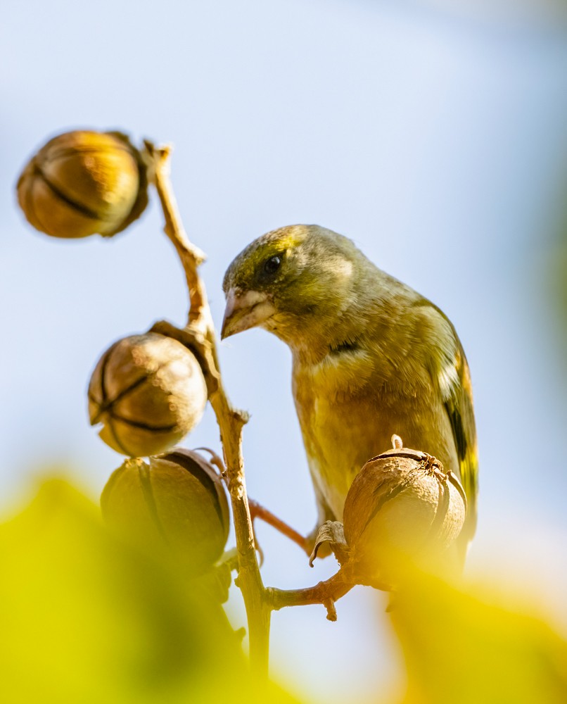 Oriental Greenfinch - ML646738659