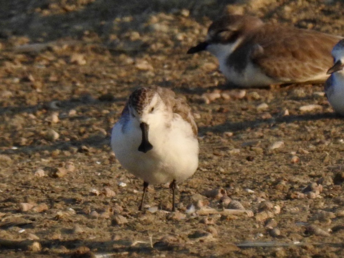 Spoon-billed Sandpiper - ML646738661