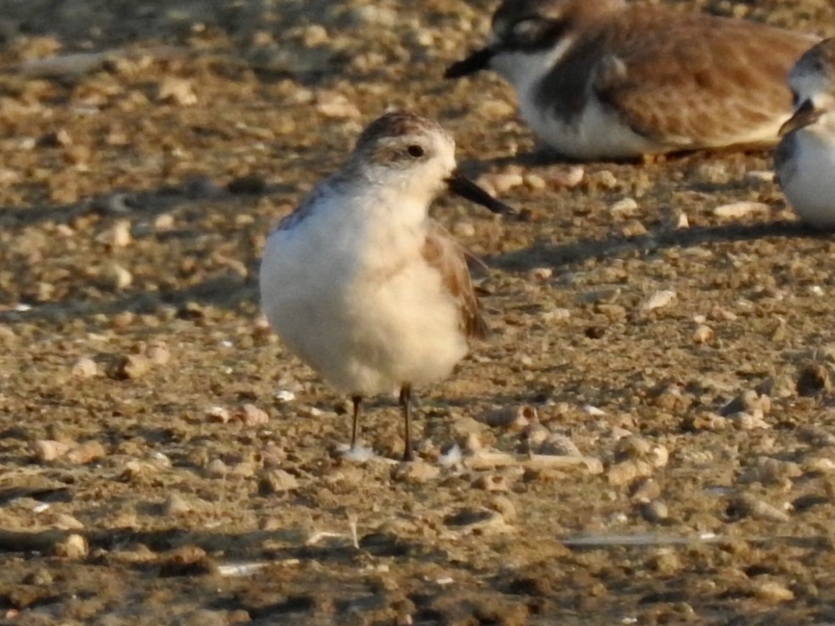 Spoon-billed Sandpiper - ML646738662