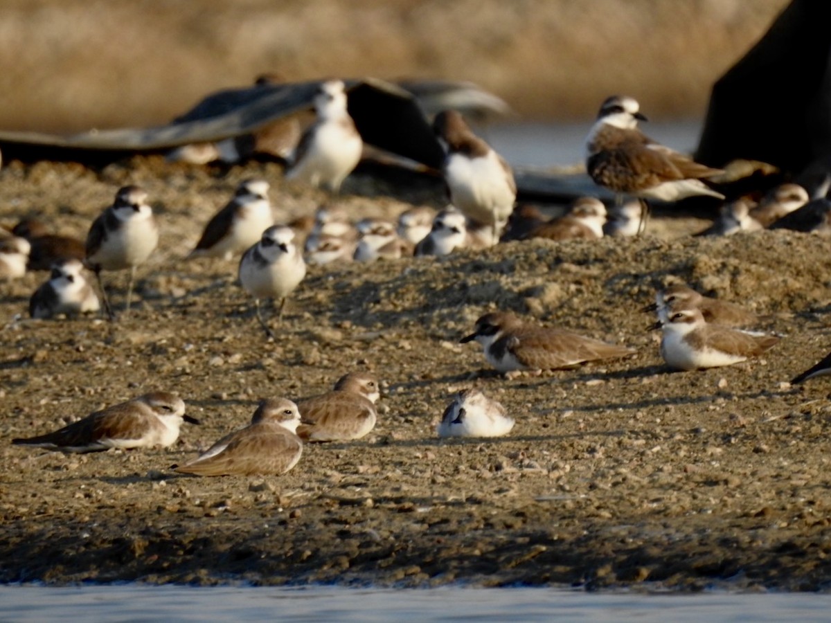 Spoon-billed Sandpiper - ML646738663