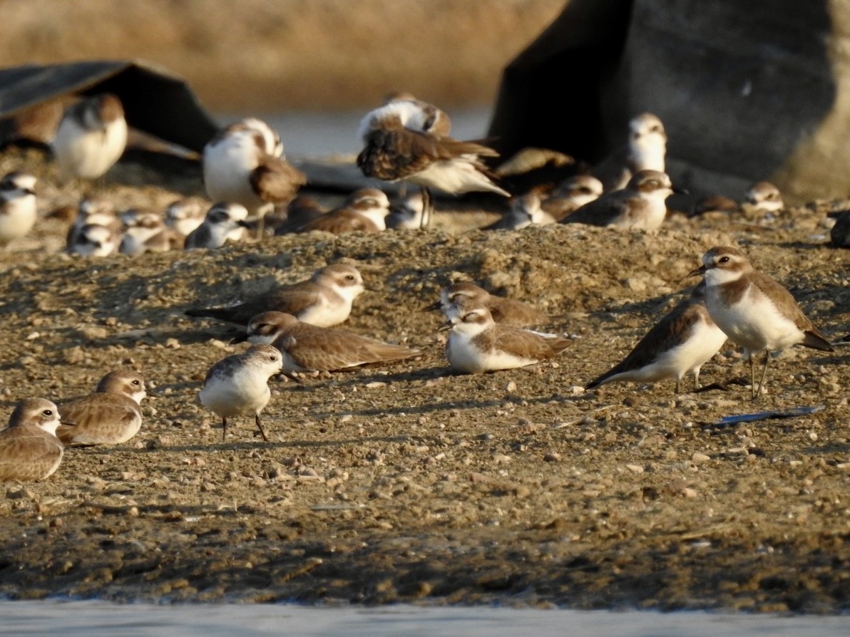 Spoon-billed Sandpiper - ML646738664